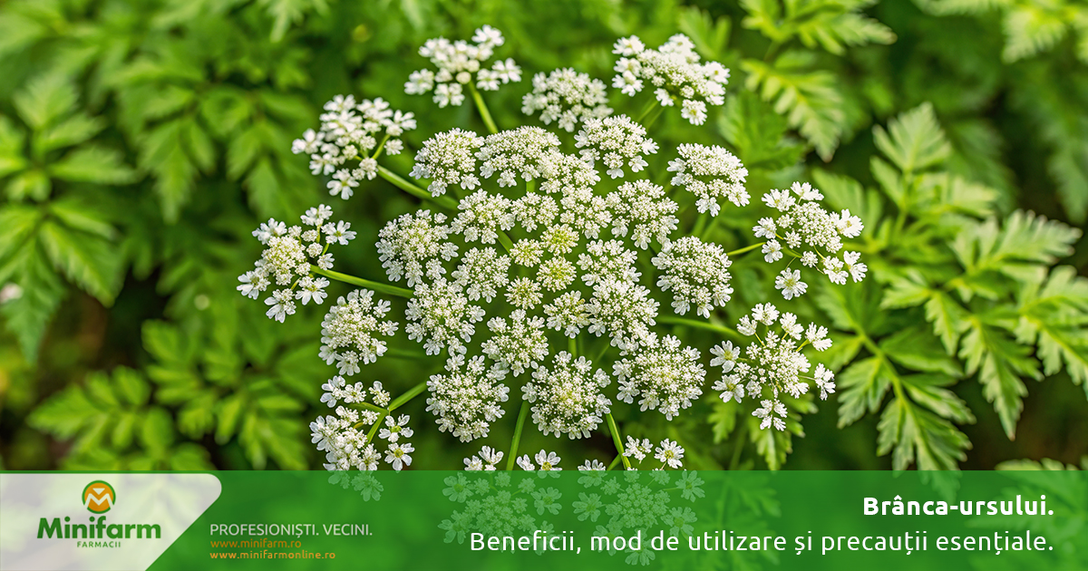 Brânca-ursului: beneficii reale, mod de utilizare și precauții esențiale